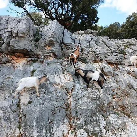 Domaine De La Cotille O Z'amis *